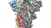2019新型冠状病毒Spike蛋白结构