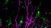 一个表达微蛋白的中间神经元