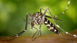 Aedes Albopitus亚洲虎蚊