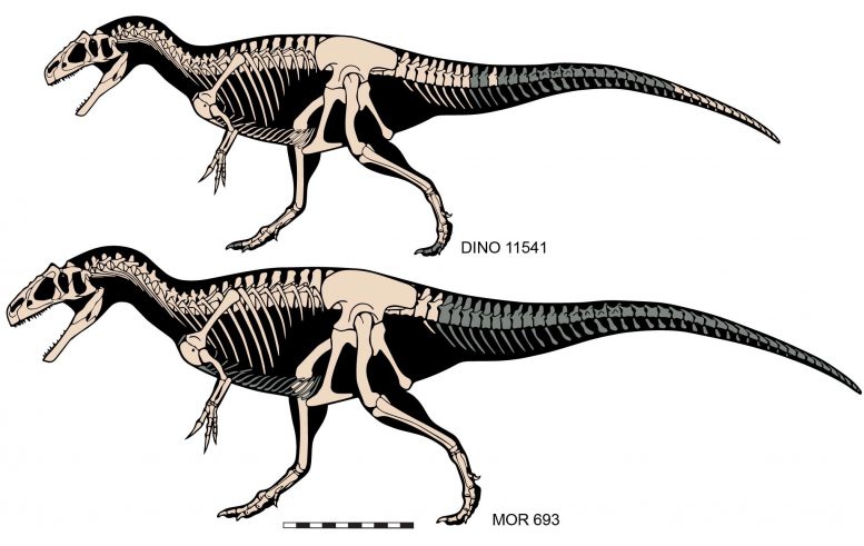 Allosaurus Jimmadseni骷髅
