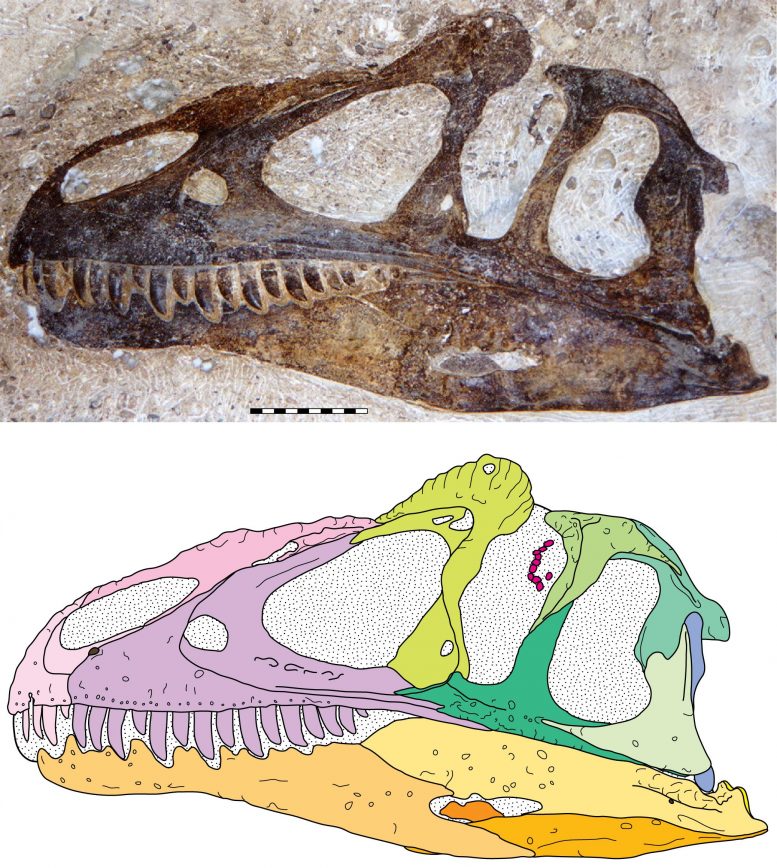 Allosaurus Jimmadseni Skull.