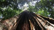 亚马逊干旱更严重影响较大的树木