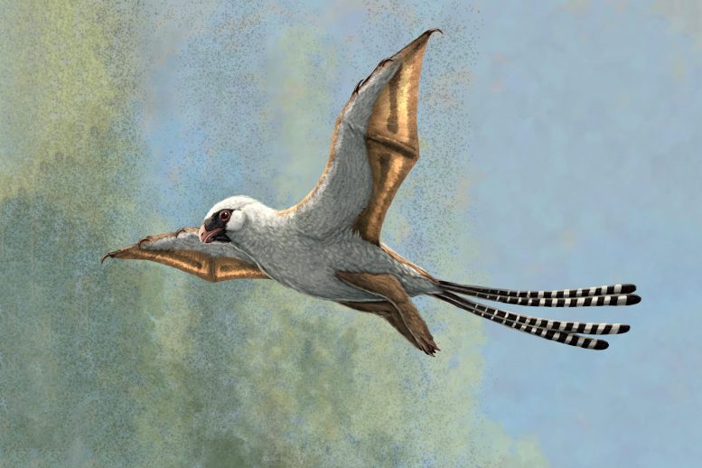 Ambopteryx重建