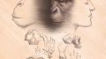 黑猩猩和人类的祖先