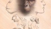 黑猩猩和人类祖先