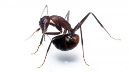 蚂蚁试图达到其抗酸体