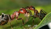 蚂蚁提供线索在热带地区的生物多样性更高