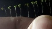 Arabidopsis Thaliana幼苗