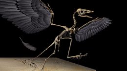“始祖鸟”三维重建