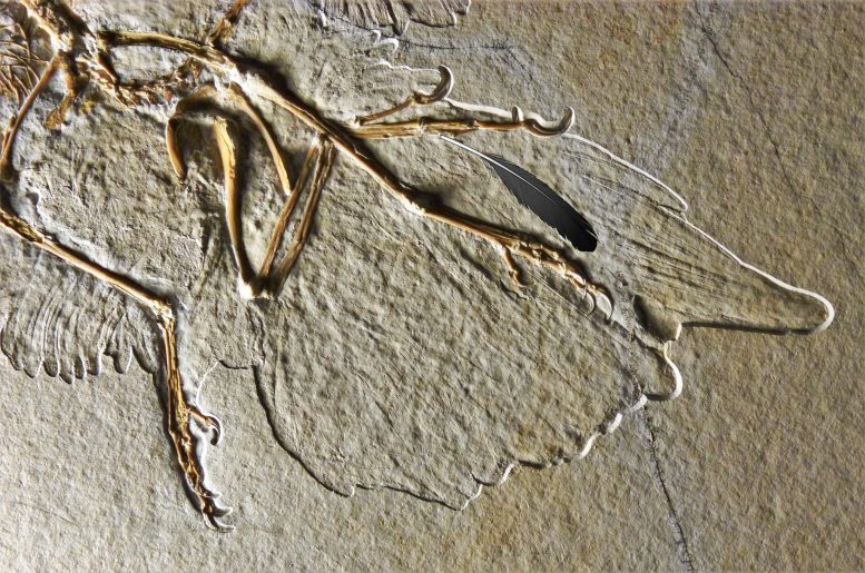 archeopteryx化石与重建羽毛