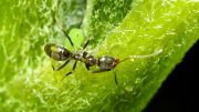 阿根廷蚂蚁（Linepithema humile）