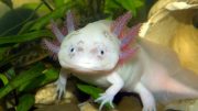Axolotl蝾螈