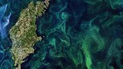 波罗的海藻类绽放