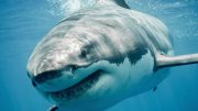 小心更深的水伟大的白鲨