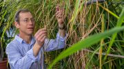 生物学家肯尼斯·奥尔森正在照料水稻