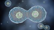 生物学家利用DNA复制的节奏杀死癌细胞