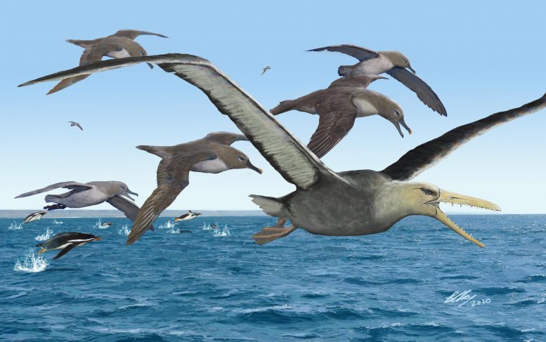 南极洲的鸟类寿命5000万年前