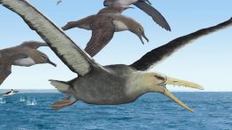 南极洲的鸟类寿命5000万年前