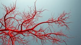 血管模型