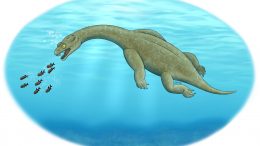 Brevicaudosaurus插图