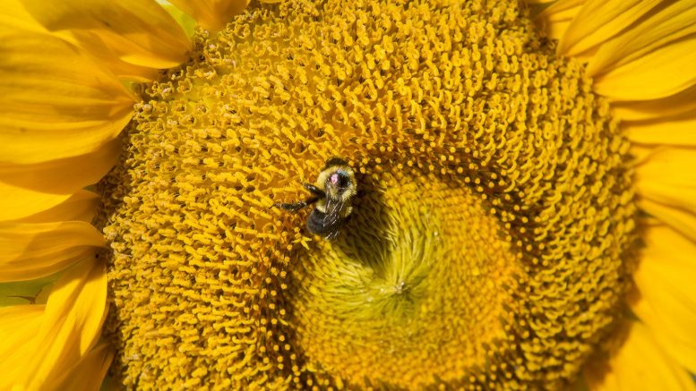 大黄蜂疾病开花剥离植物