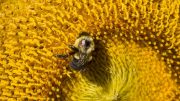 大黄蜂病开花条形植物