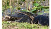 Everglades国家公园的缅甸蟒蛇