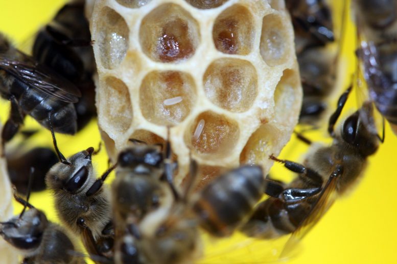 蜜蜂蜜蜂工人