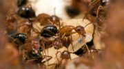 木匠蚂蚁，UCF寄生行为操纵实验室