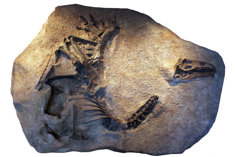 Allosaurus jimmadseni的骨骼和头骨施放