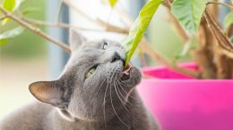 猫吃叶