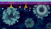 细胞膜防御新冠病毒