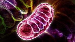 细胞Mitochonria说明