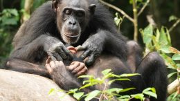 黑猩猩母亲有后代