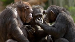 黑猩猩谈话
