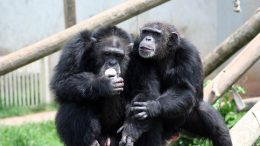 黑猩猩蒂娜和马丁