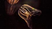JellyfishPhylumCtenophere