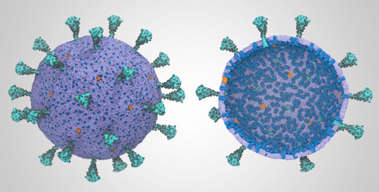 完成SARS-CoV-2病毒粒子模型