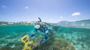 在苍鹭岛大堡礁进行底栖生物调查
