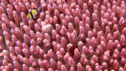 珊瑚礁生物多样性