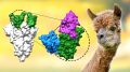 Coronavirus nanobodies alpacas.