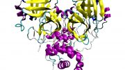 冠状病毒SARS-COV-2主要蛋白酶