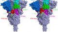SARS-CoV-2刺突蛋白原始和突变体的冷冻电镜结构
