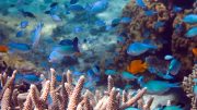 小热带鱼和珊瑚礁