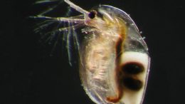 Daphnia Zooplankton.