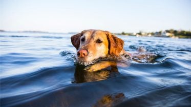 狗游泳