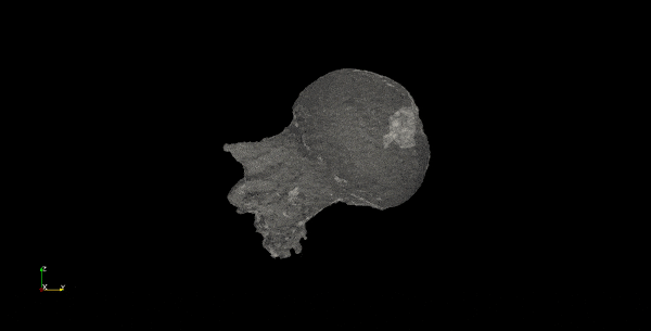 双柱股骨化石stw311