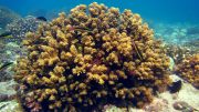 东部热带太平洋珊瑚礁
