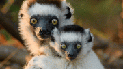 马达加斯加濒危哺乳动物