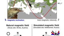 欧亚芦苇莺繁殖范围和地磁签名的变异